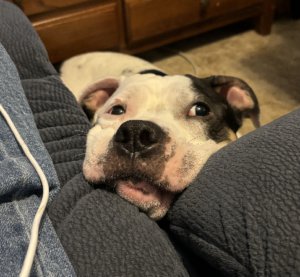Rosa at her most adorable and lazy, lying on the floor but managing to wedge her face in the couch to beg for treats.